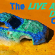 Illustration for article titled The Live and Let Diecast Customs Review